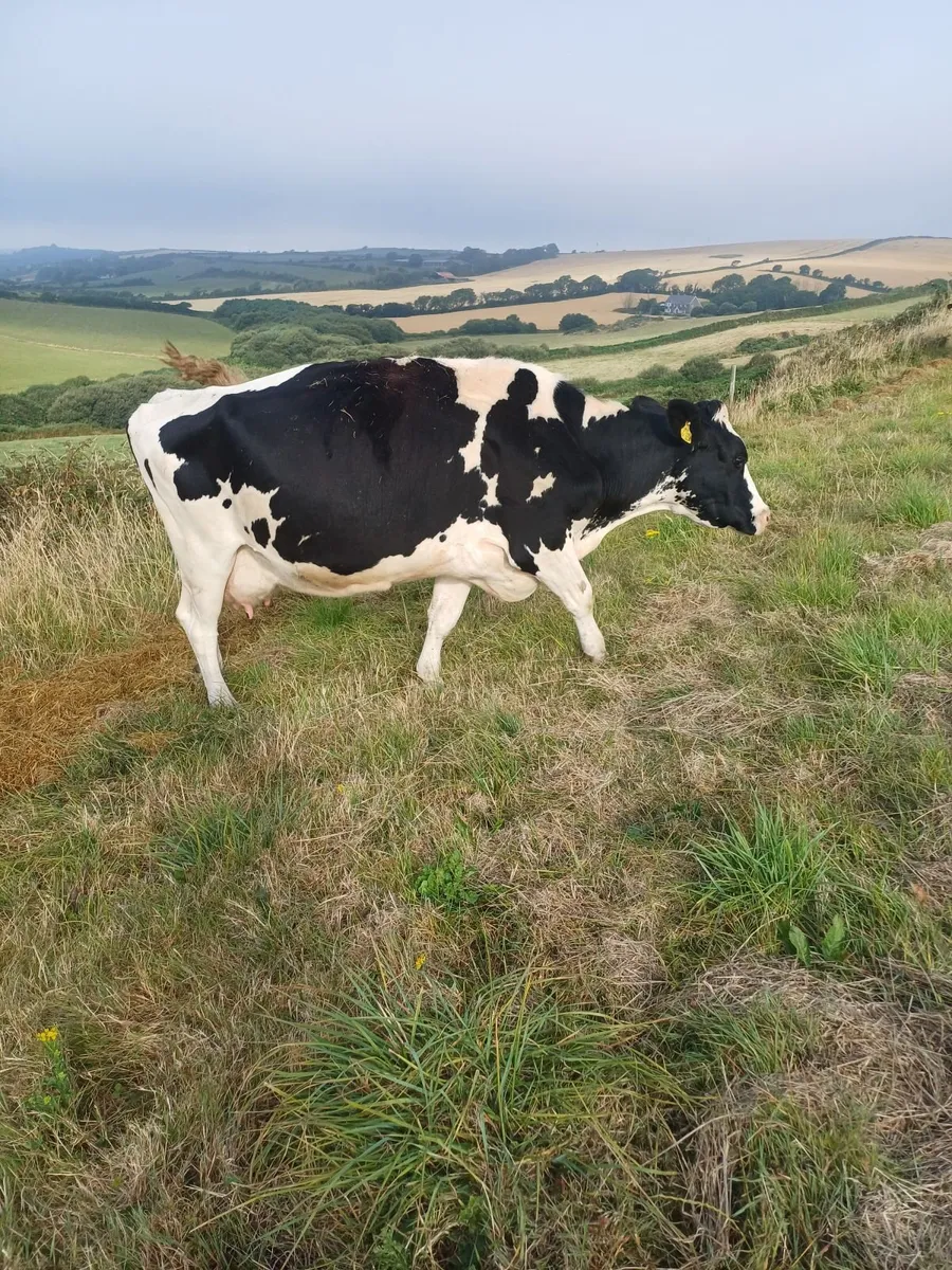 Organic cows - Image 3