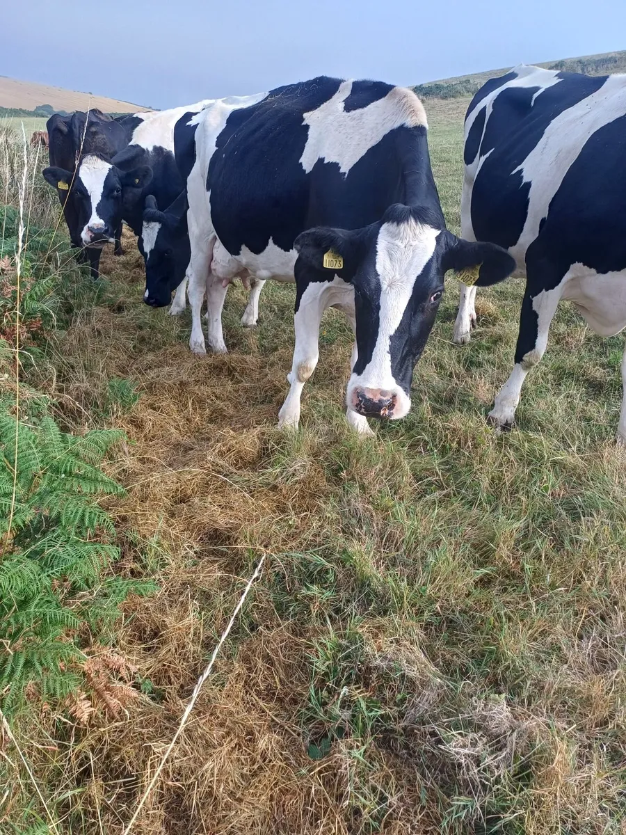 Organic cows - Image 4