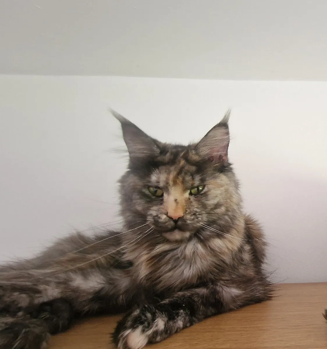 Maine coon - Image 4