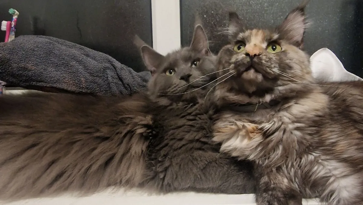 Maine coon - Image 3