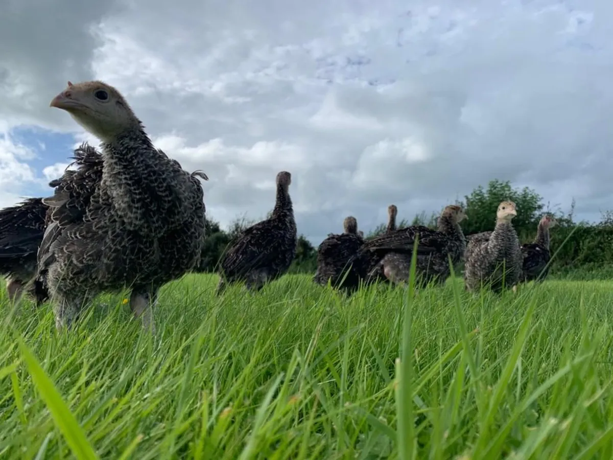 Bronze/ White Turkeys - Image 4