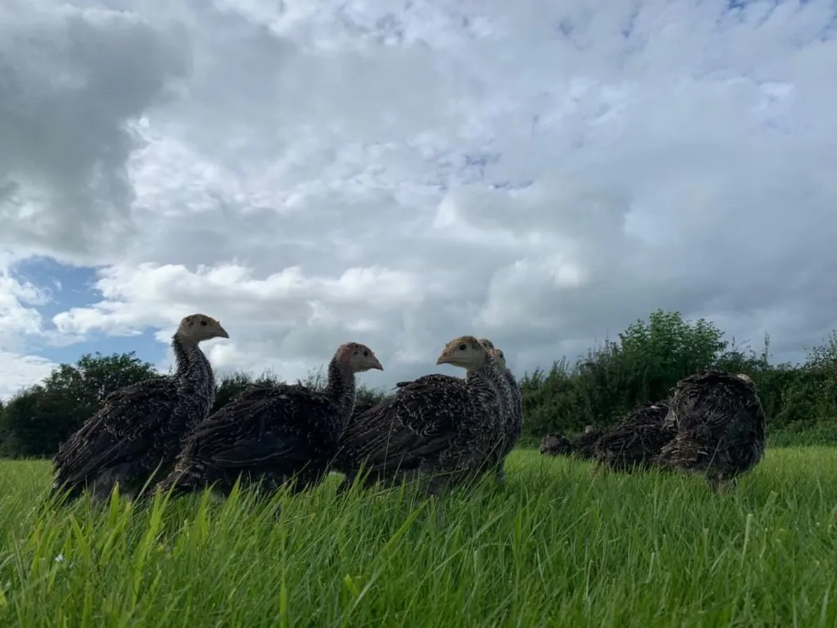 Bronze/ White Turkeys - Image 3