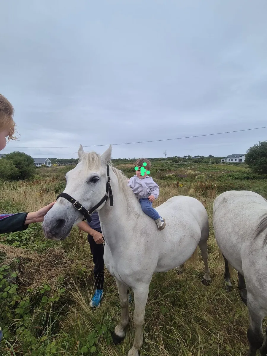 Connemara pony - Image 3