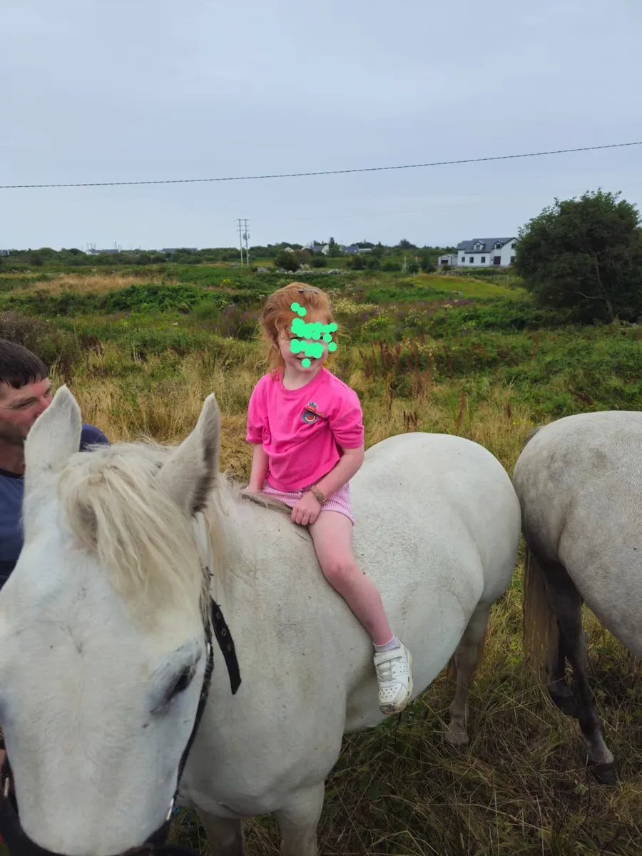 Connemara pony - Image 4