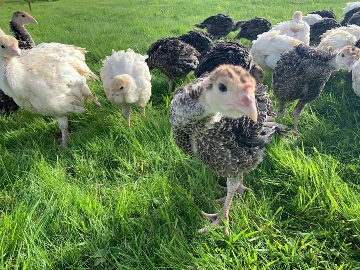 Turkeys For Sale - Image 4