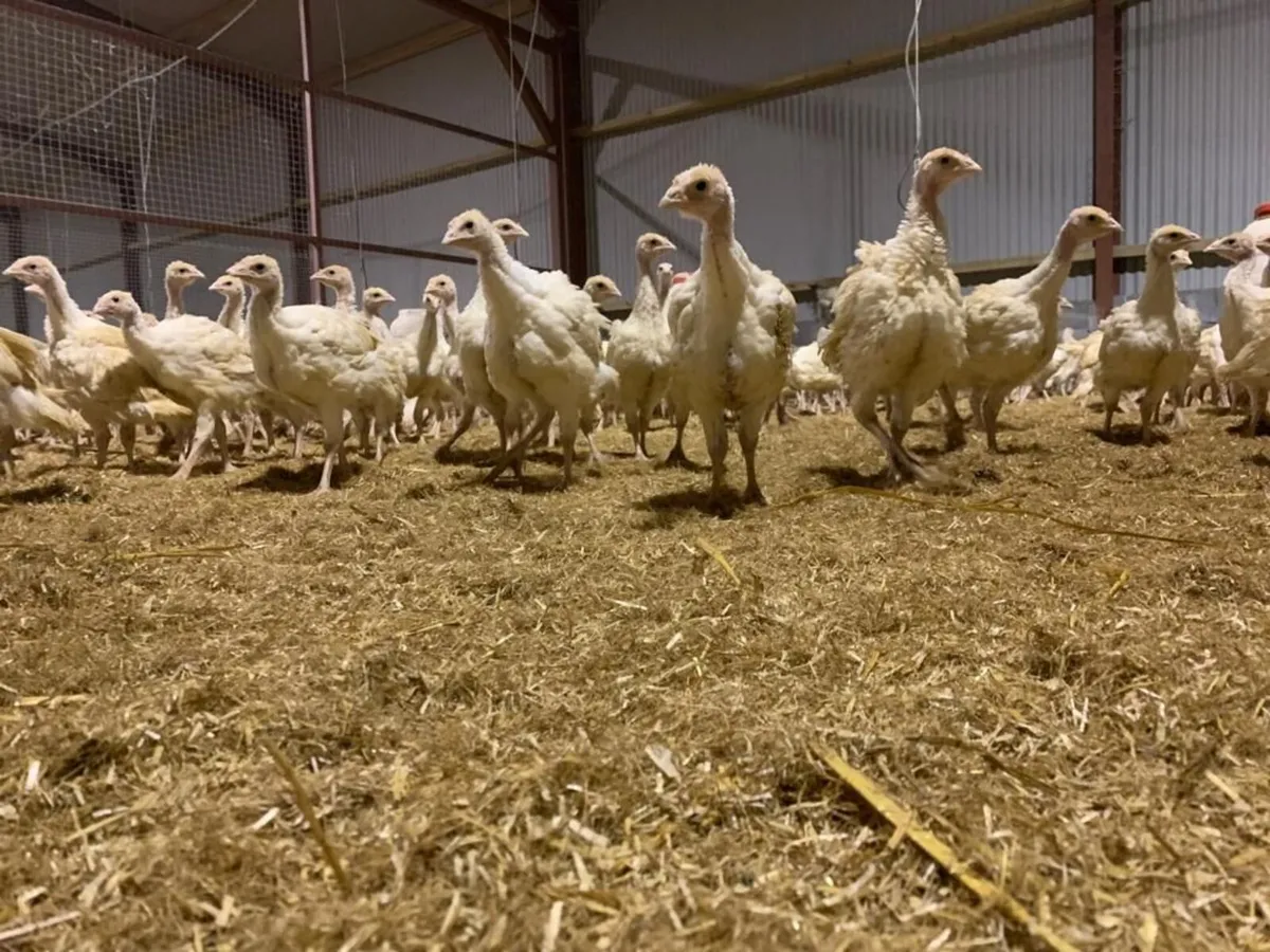 Turkey Poults White/Bronze - Image 4