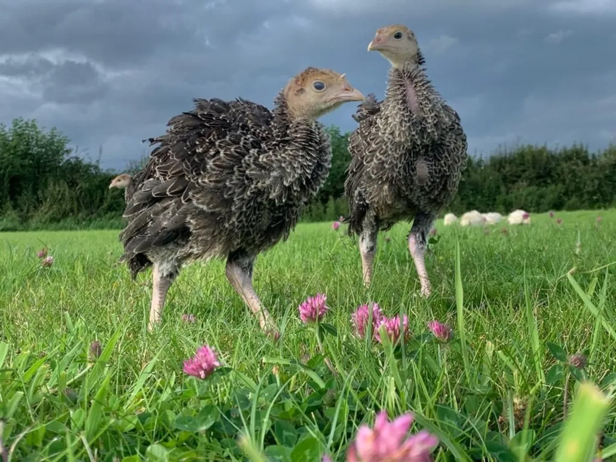 Turkeys Poults - Image 3