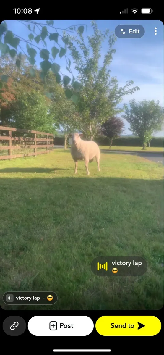 Pedigree registered Charolais rams - Image 1