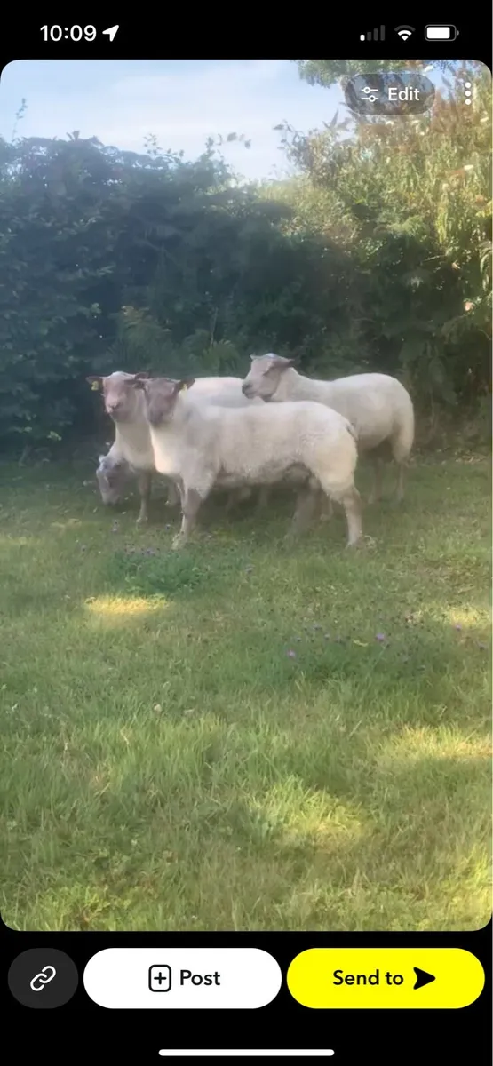 Pedigree registered Charolais rams - Image 2