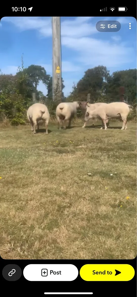 Pedigree registered Charolais rams - Image 3