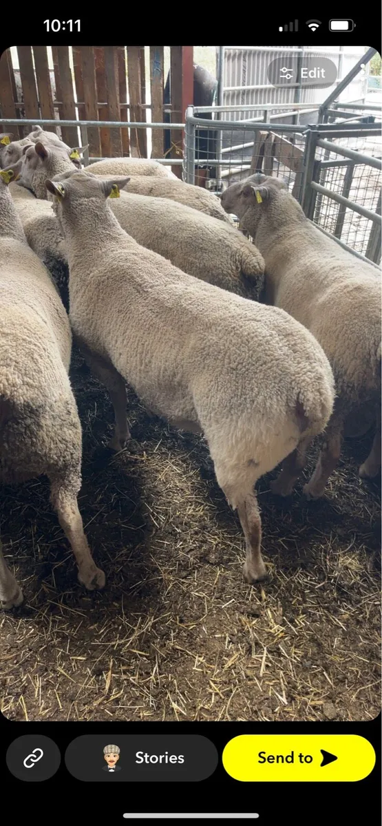 Pedigree registered Charolais rams - Image 4