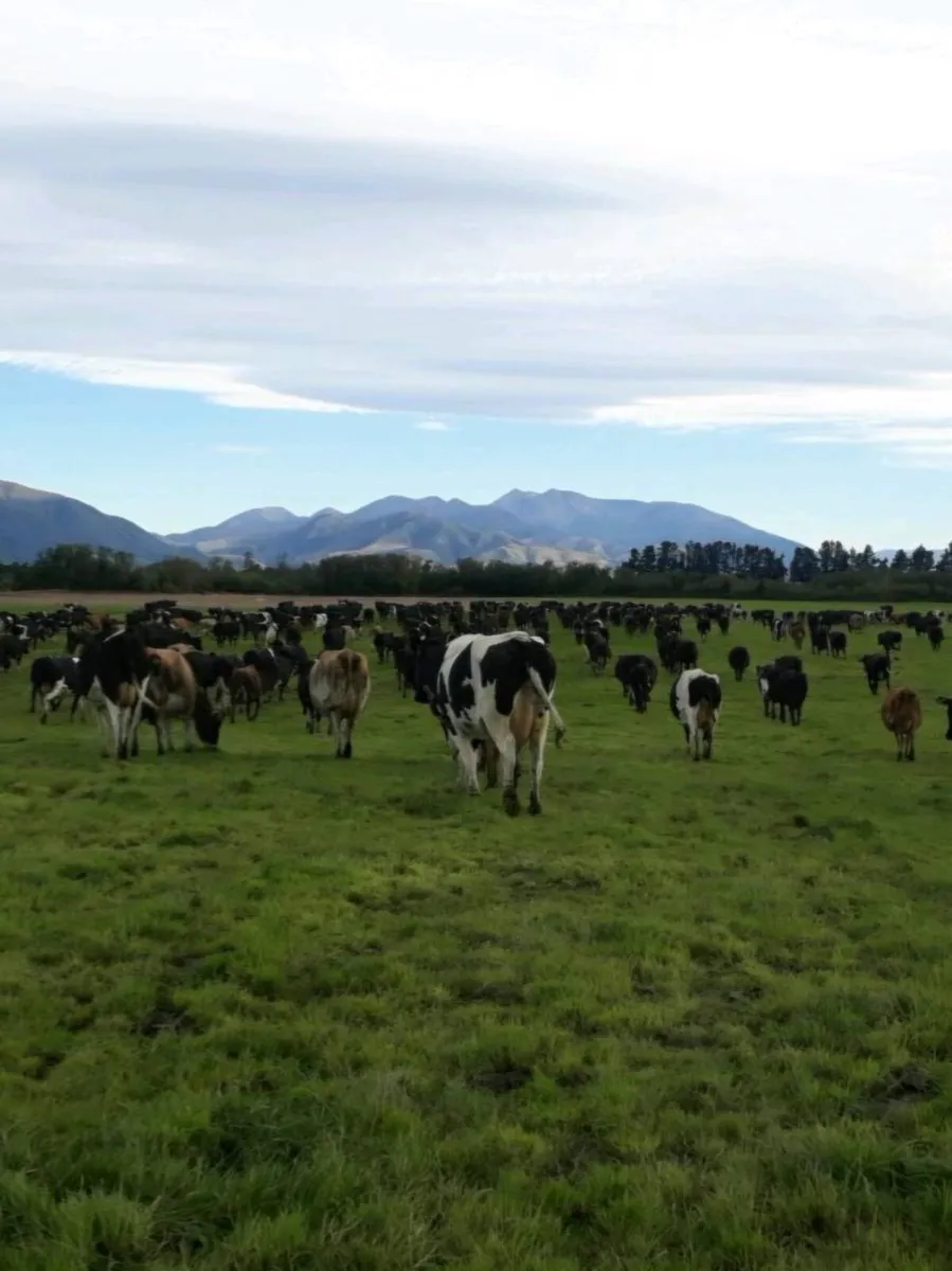 Seeking Farm lease/partnership, Limerick/Cork - Image 1