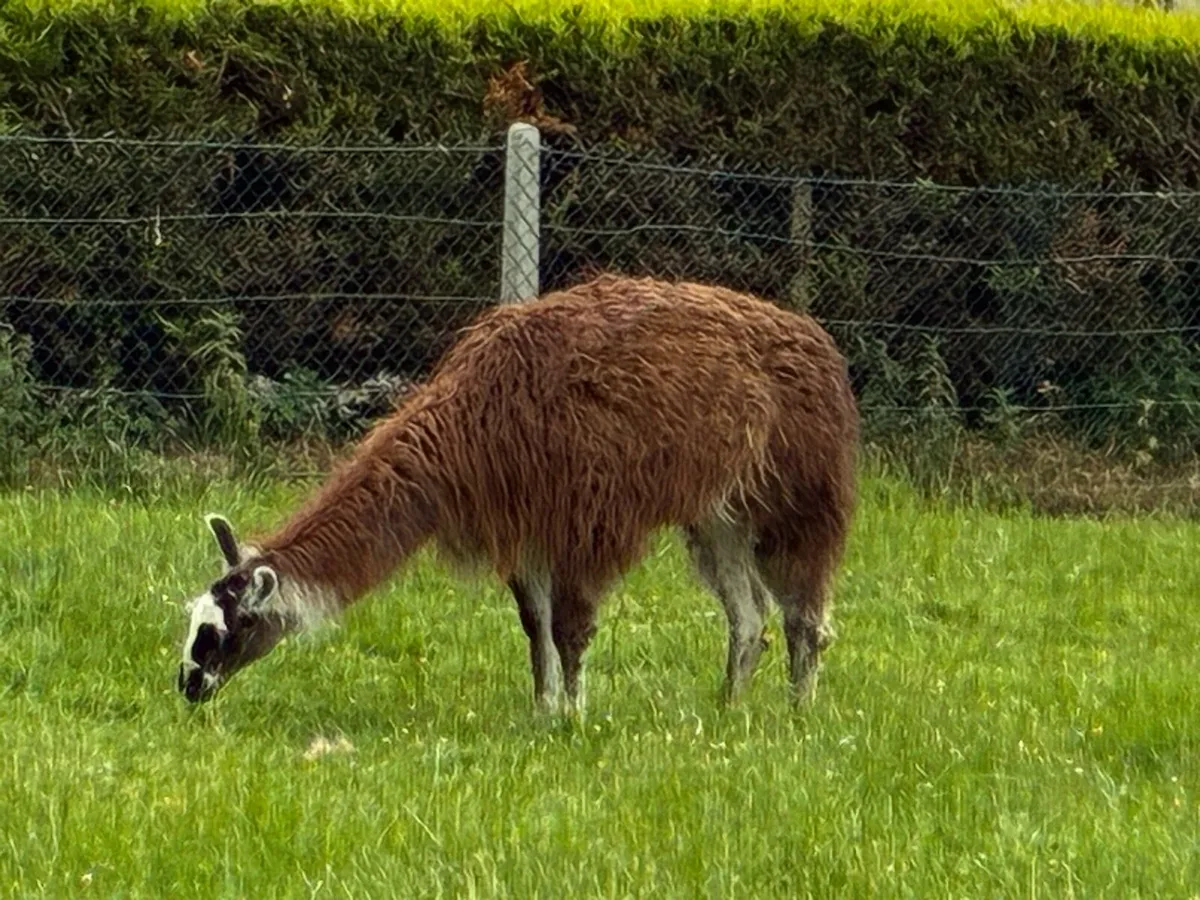 Llamas - Image 1