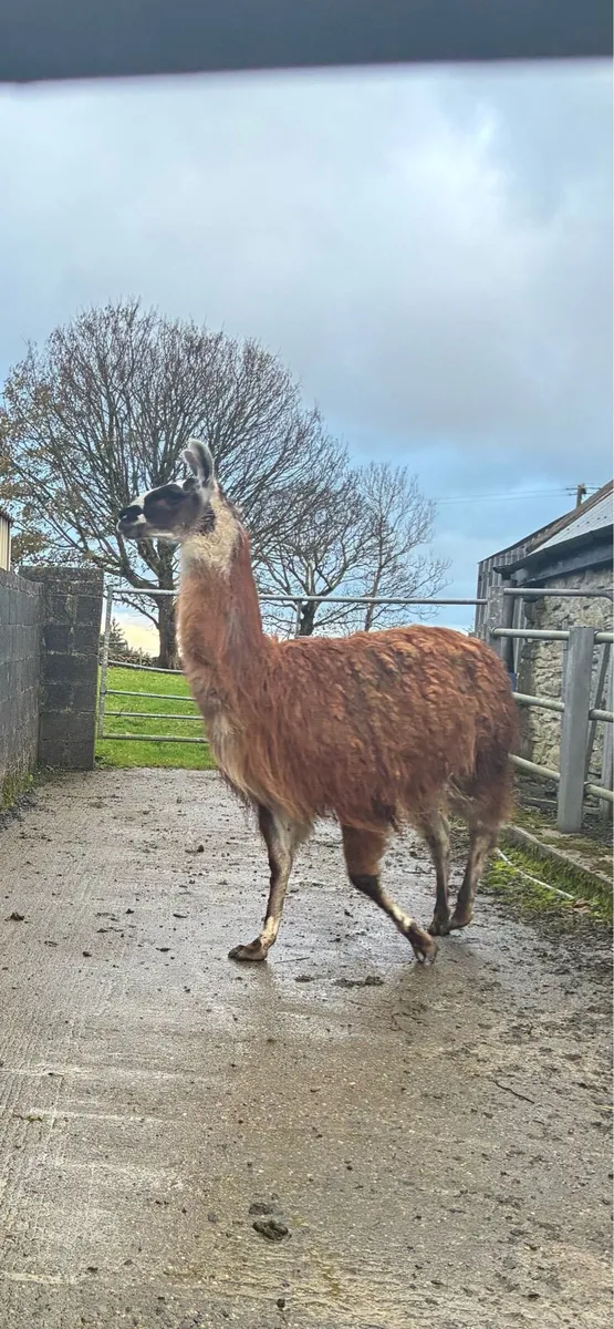 Llamas - Image 2