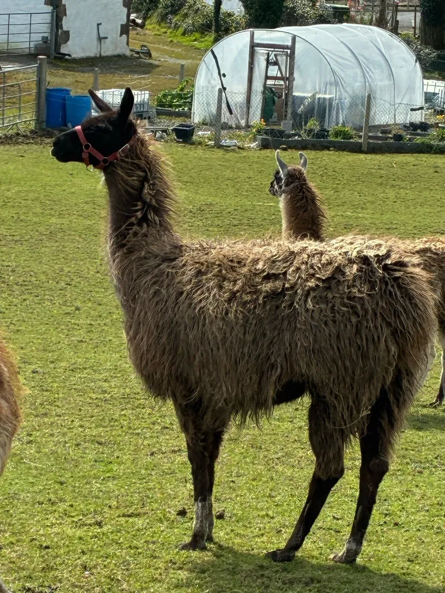 Llamas - Image 3