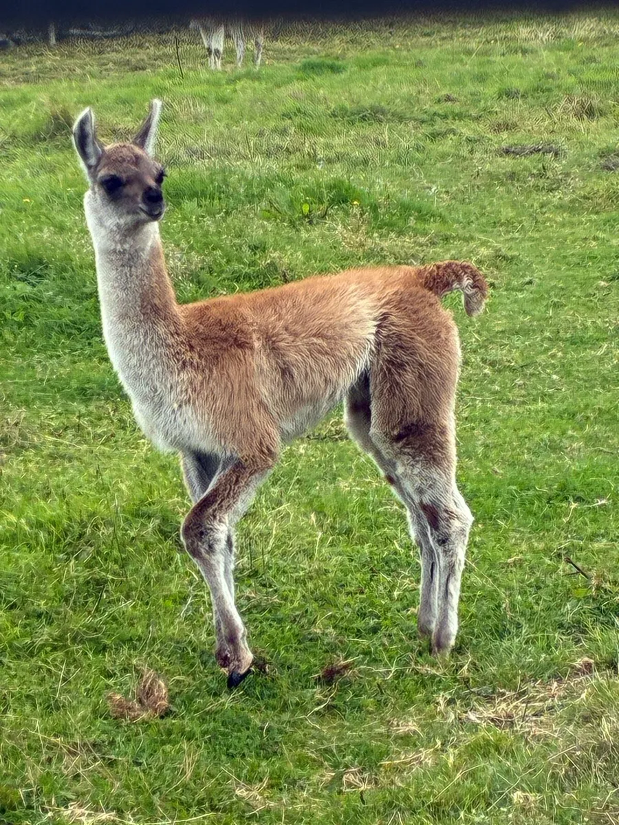 Llamas - Image 4