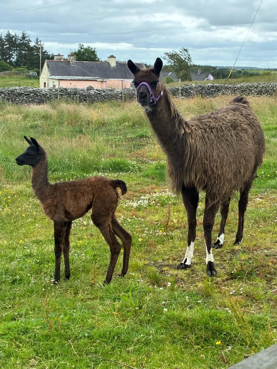 Llamas - Image 1