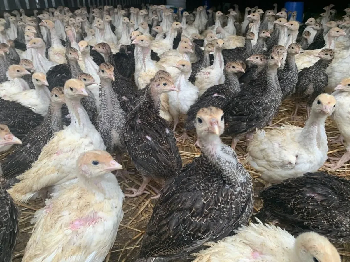 Bronze/ White Turkeys - Image 4