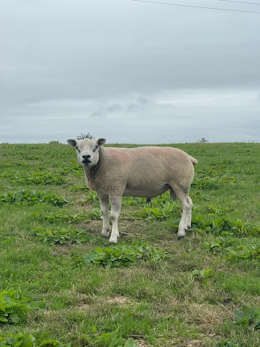 Pbr texel Ram - Image 1