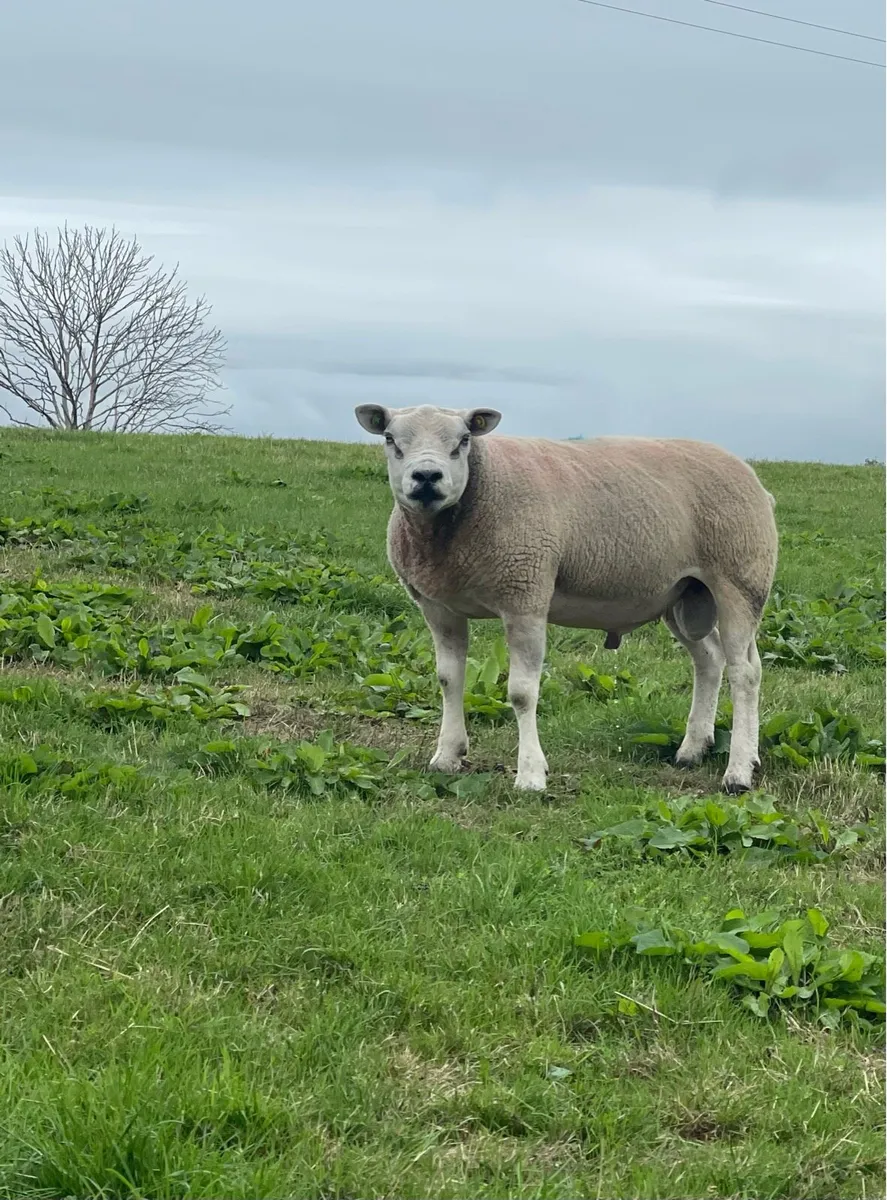 Pbr texel Ram - Image 2