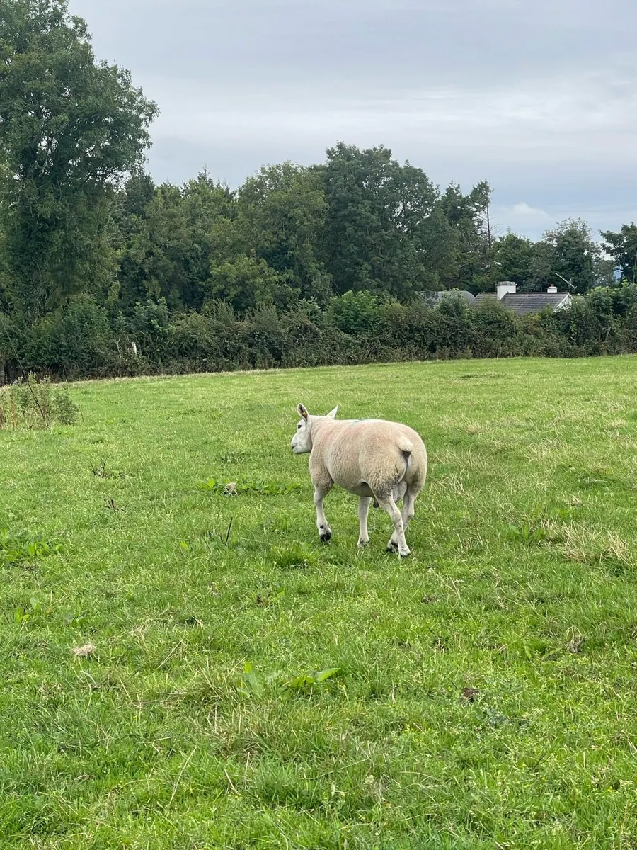Pbr texel Ram - Image 3