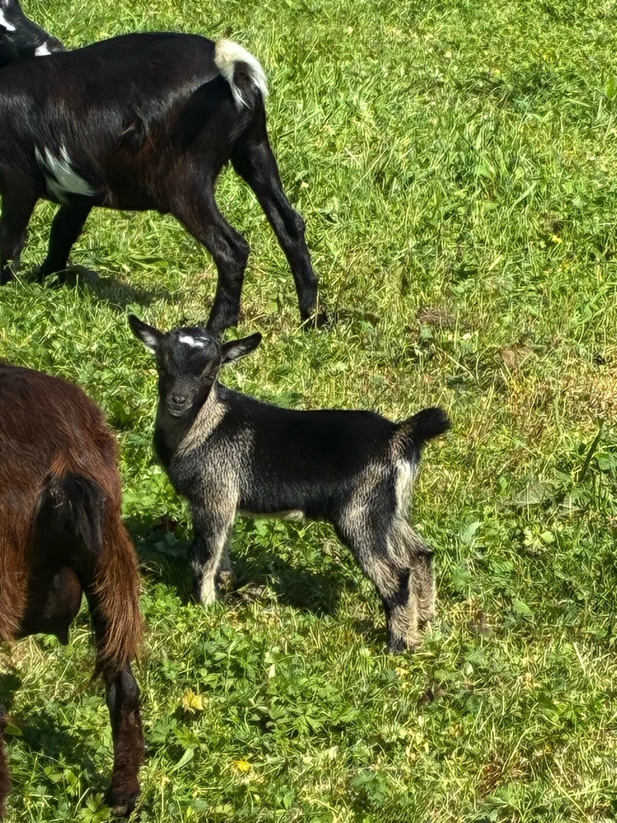 Pygmy Goats - Image 1