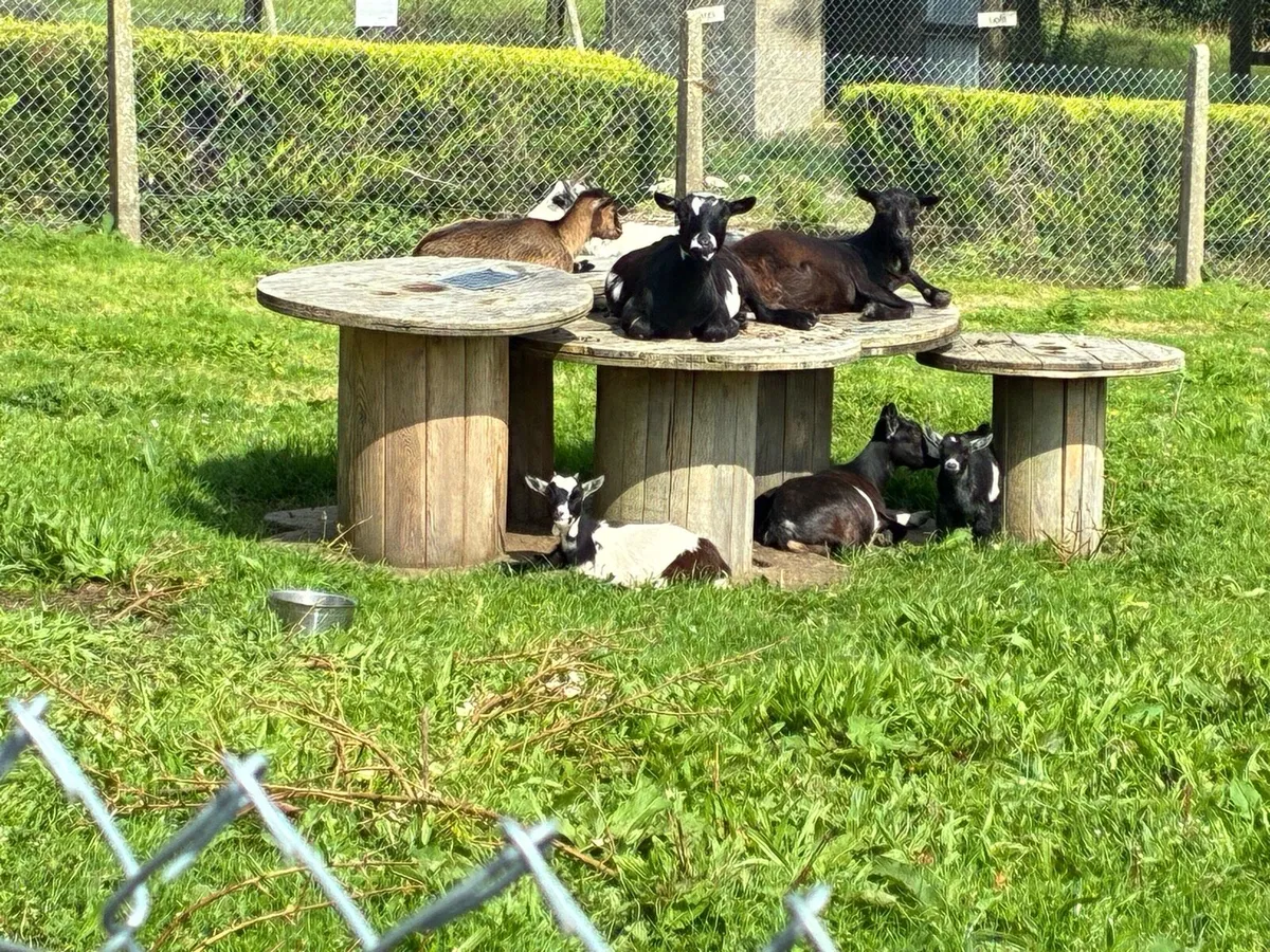 Pygmy Goats - Image 2