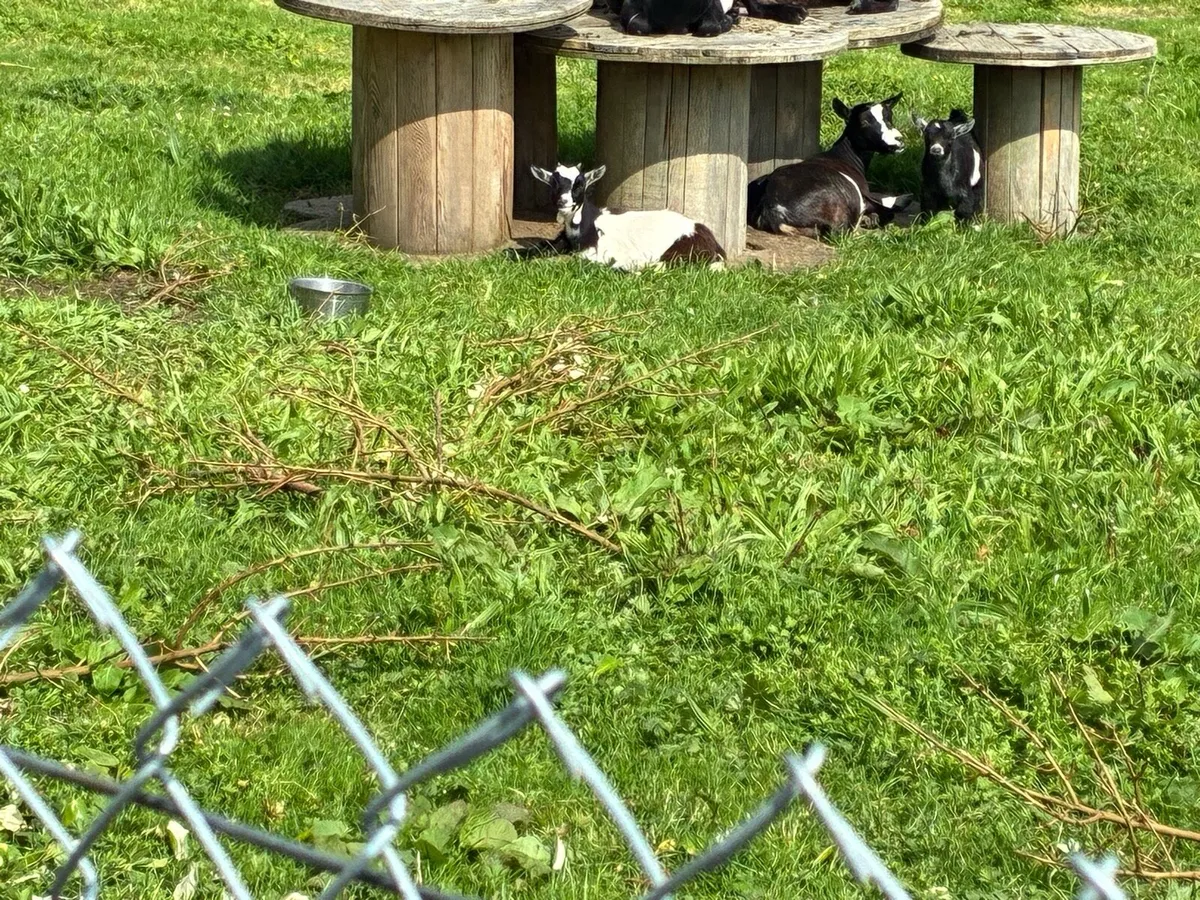 Pygmy Goats - Image 3