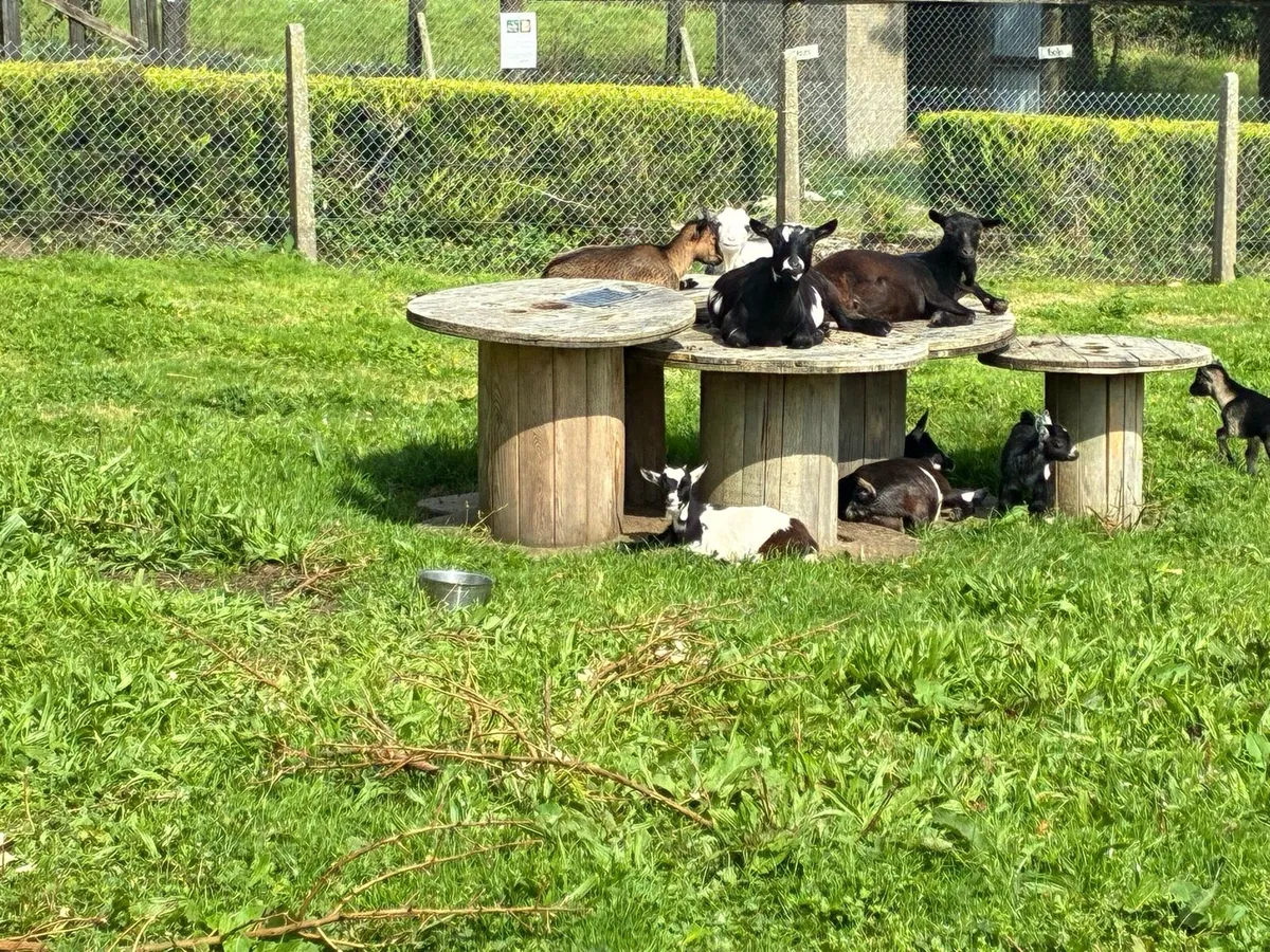 Pygmy Goats - Image 4