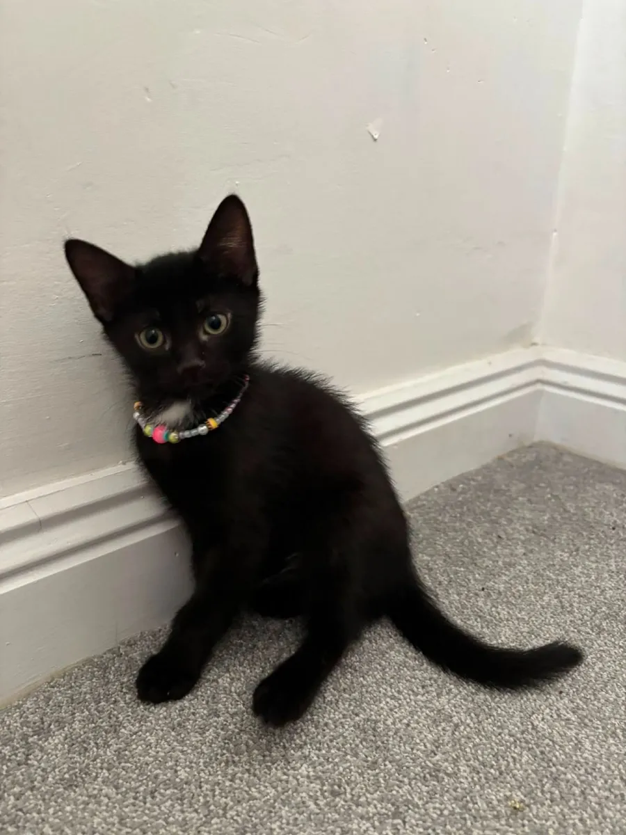 Cat - Image 1