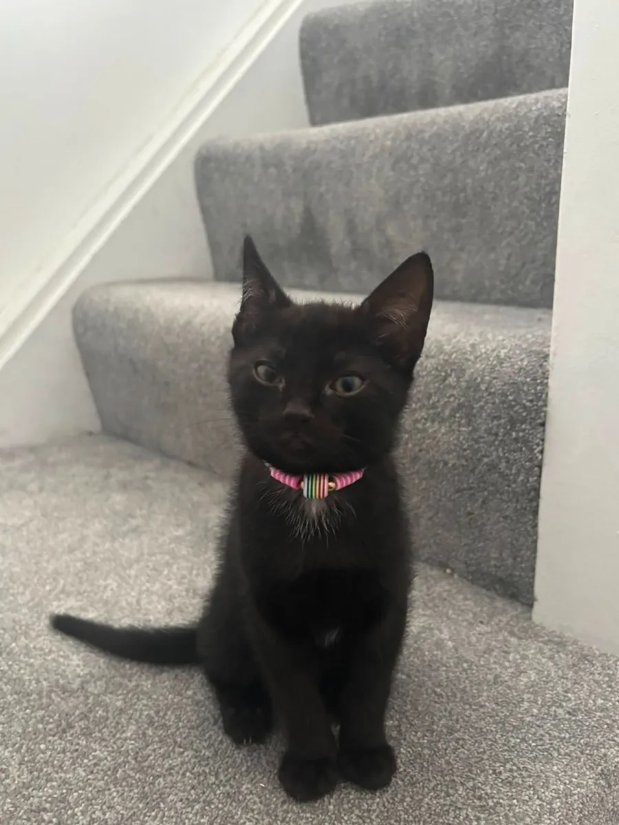 Cat - Image 2