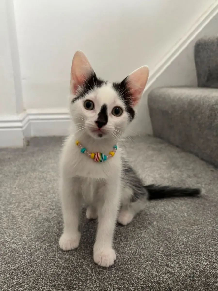 Cat - Image 4