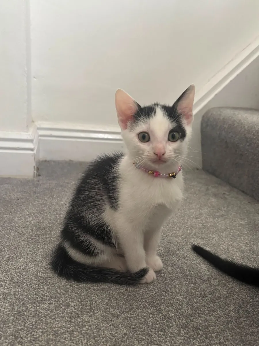 Cat - Image 3