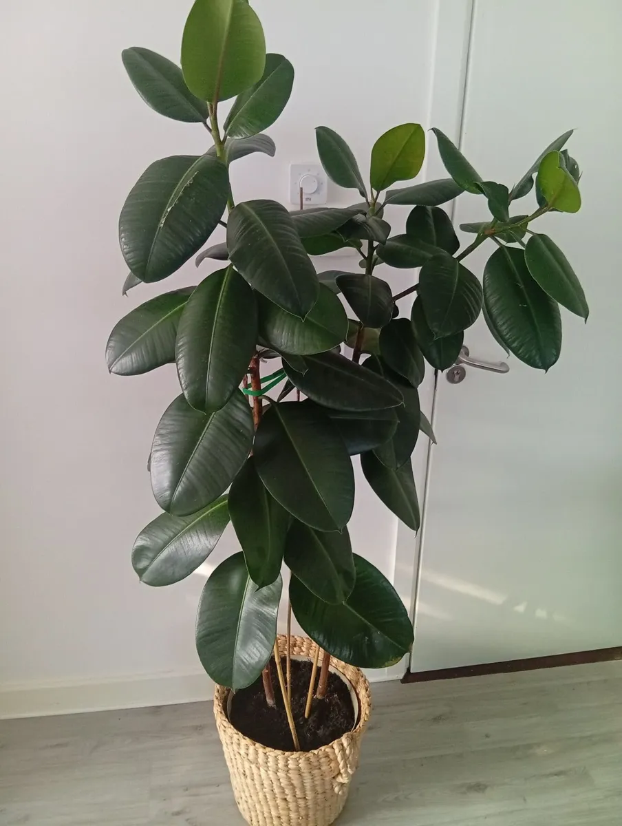 Huge Rubber Ficus Plant in pot - Image 1