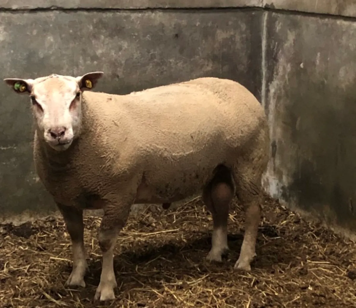 Charollais 3 Year Old Stock Ram - Image 1