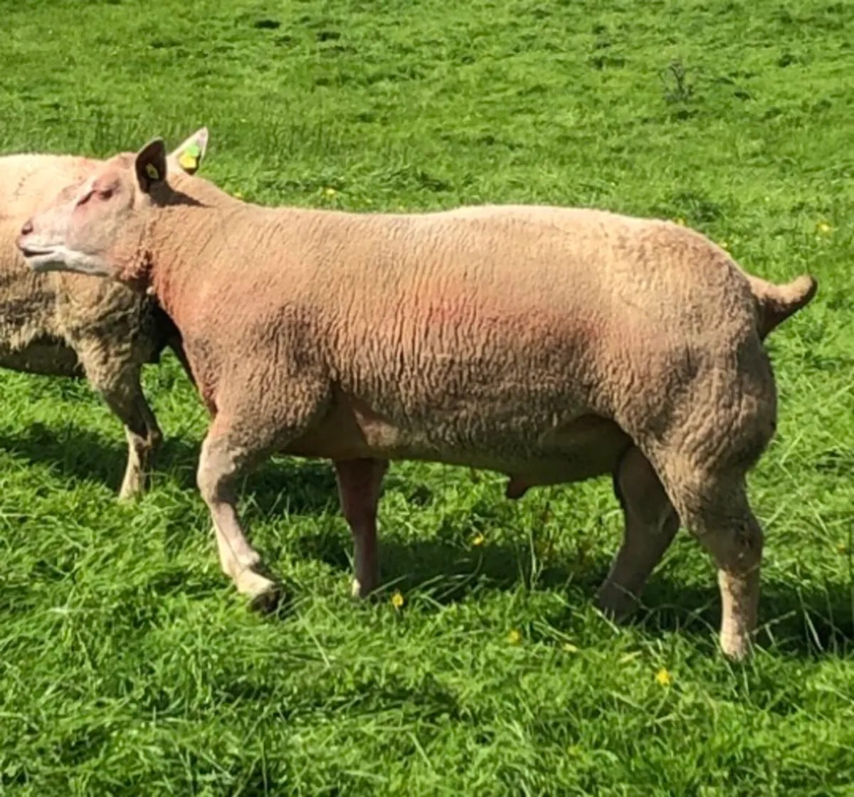 Charollais 3 Year Old Stock Ram - Image 2