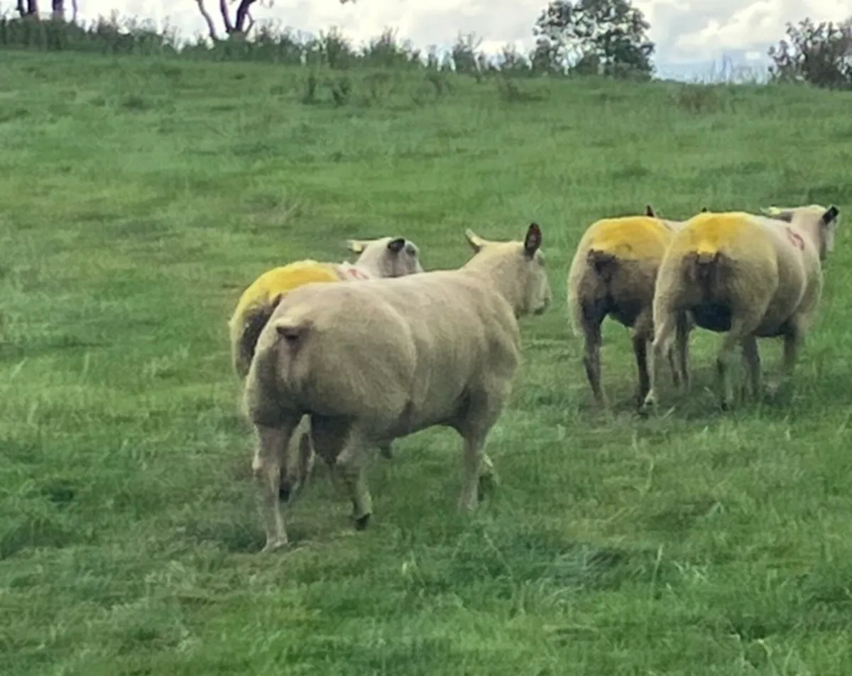 Charollais 3 Year Old Stock Ram - Image 3