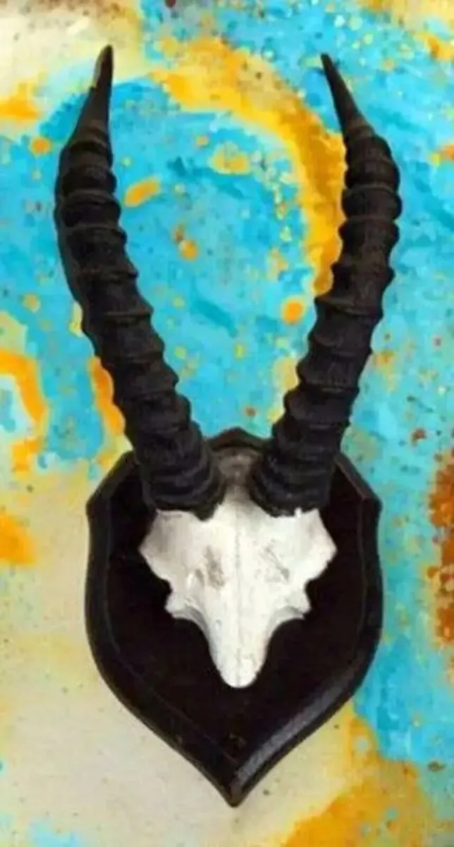 Vintage Taxidermy Springbok Antelope Horns & Skull - Image 1