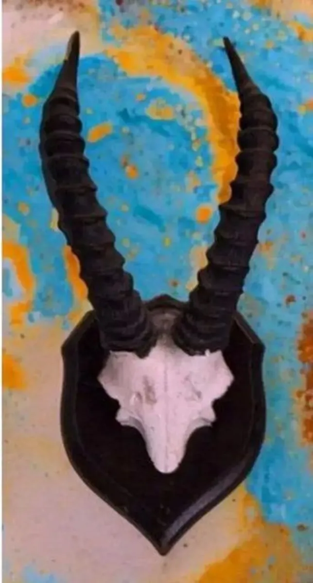 Vintage Taxidermy Springbok Antelope Horns & Skull - Image 2