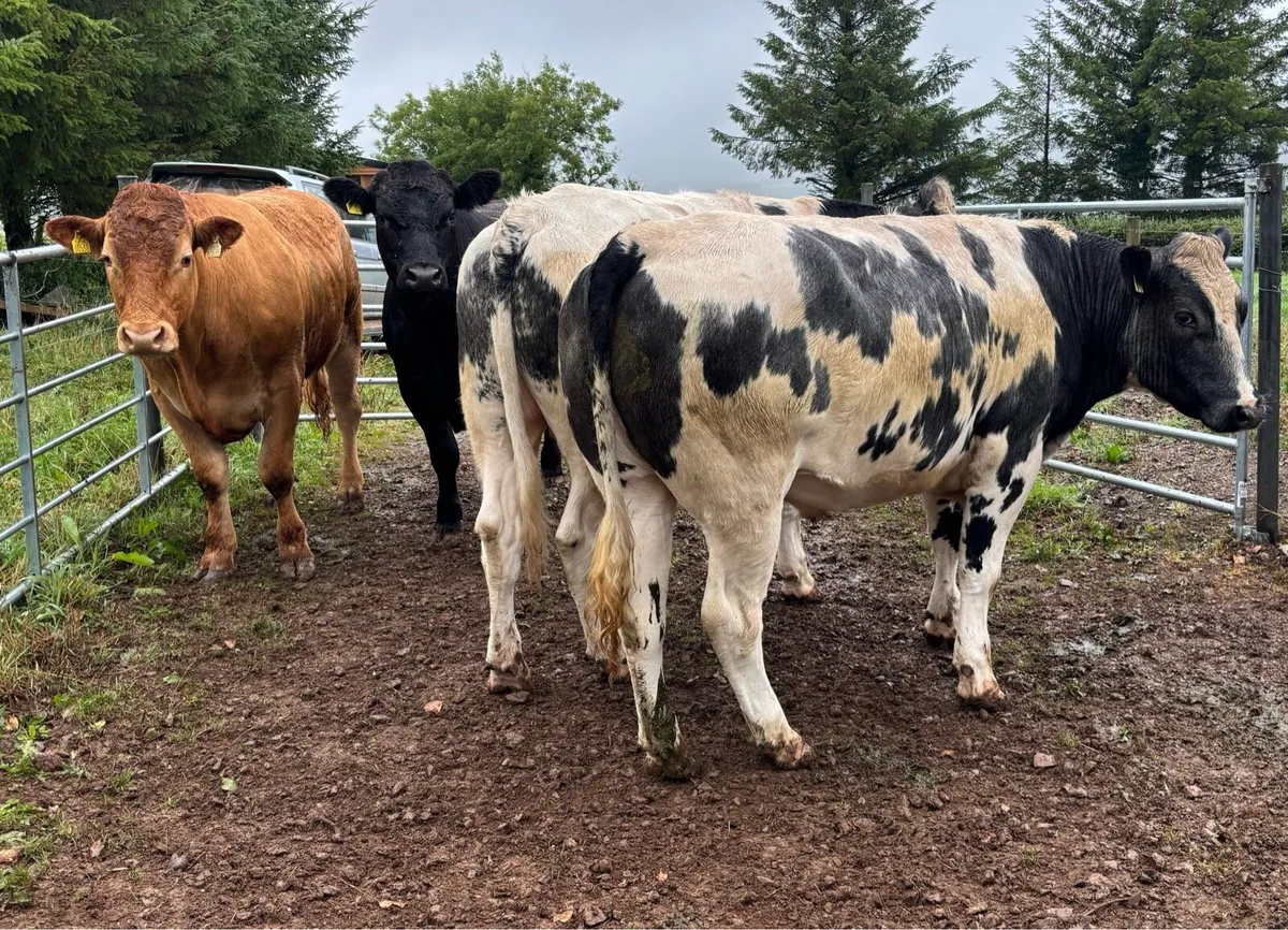 LMX & BBX Bullocks in Nenagh Mart Today! - Image 1