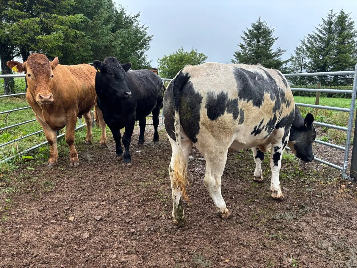 LMX & BBX Bullocks in Nenagh Mart Today! - Image 3