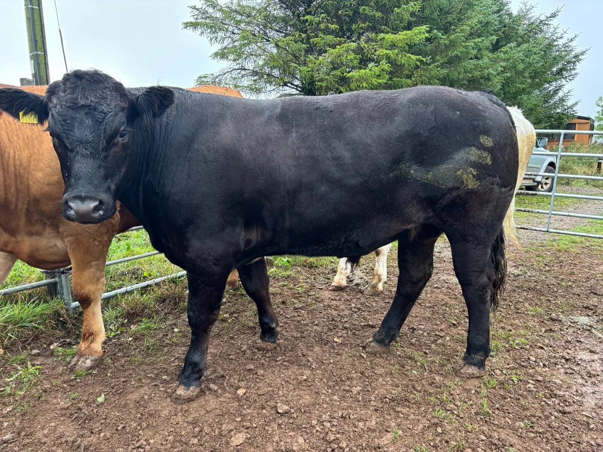 LMX & BBX Bullocks in Nenagh Mart Today! - Image 4