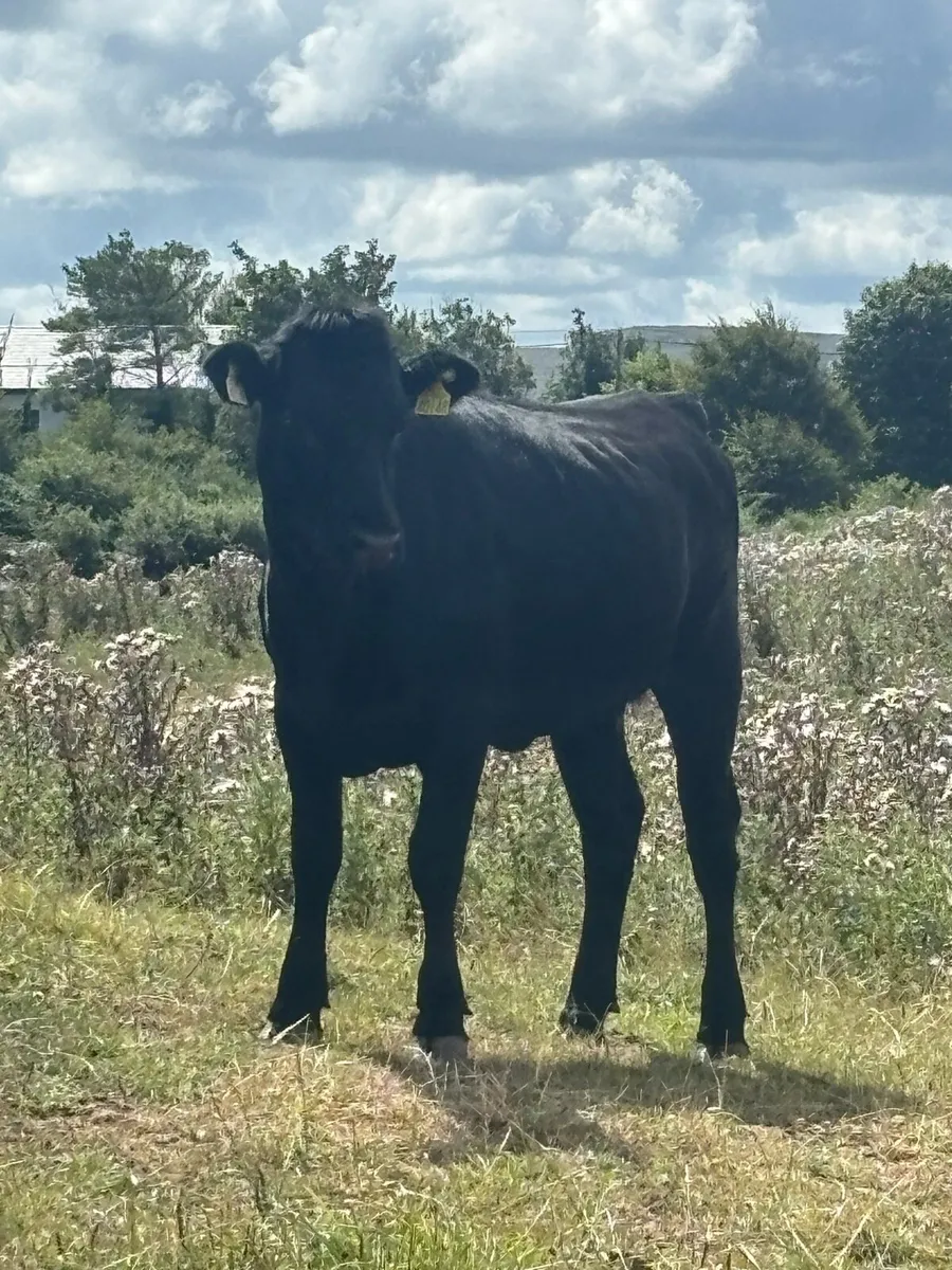Dexter & Kerry cattle - Image 1