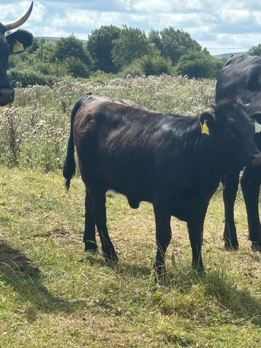 Dexter & Kerry cattle - Image 2