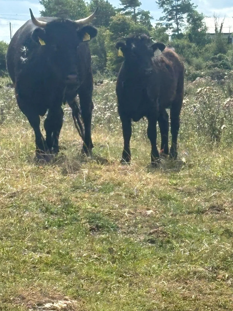 Dexter & Kerry cattle - Image 3