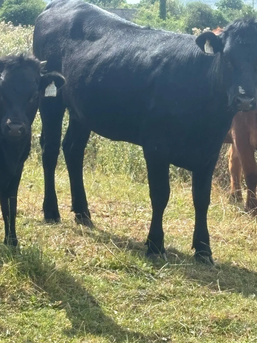 Dexter & Kerry cattle - Image 4