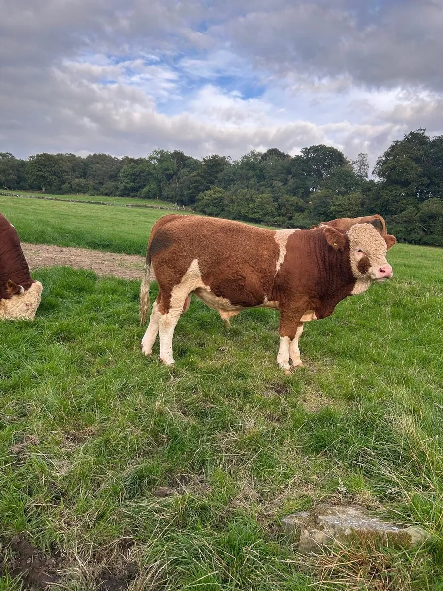 Pure bread bulls for sale - Image 2