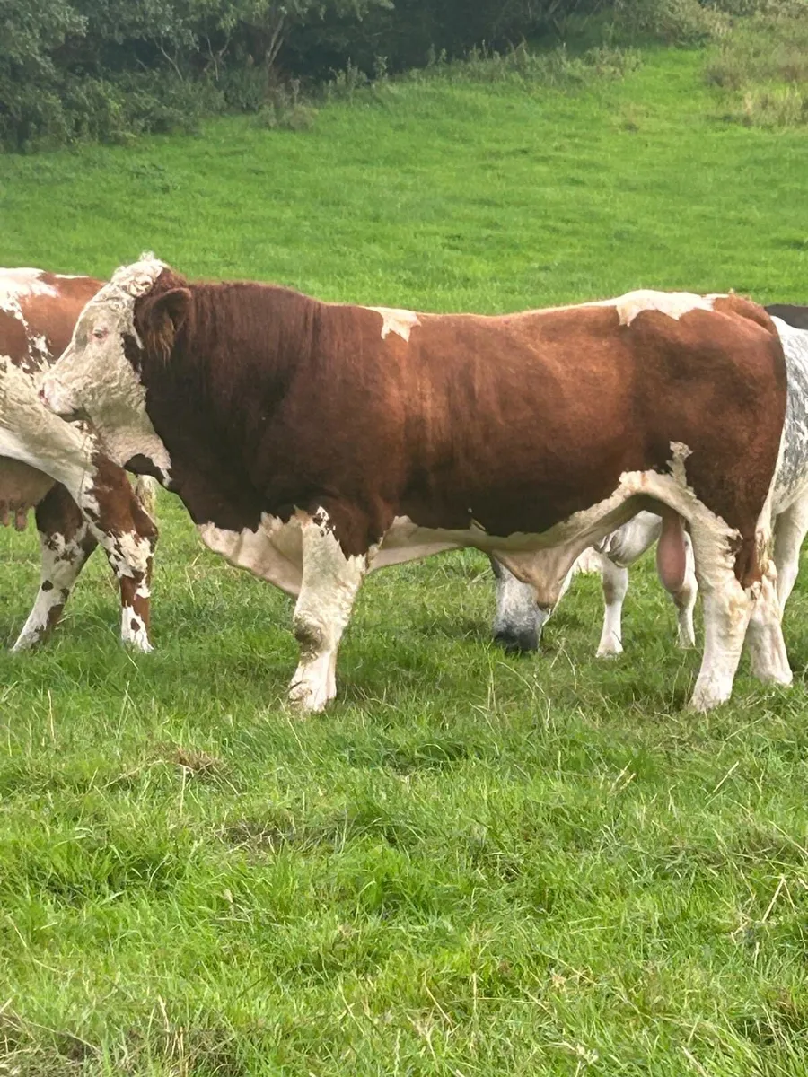 Pure bread bulls for sale - Image 1