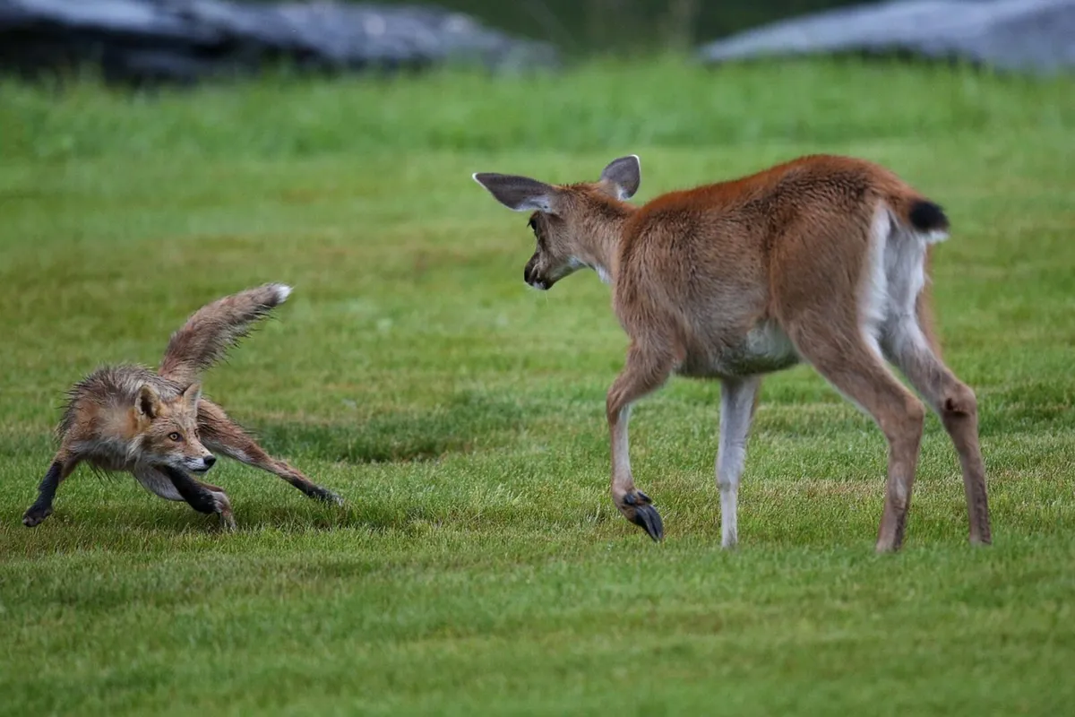 Free deer/fox control