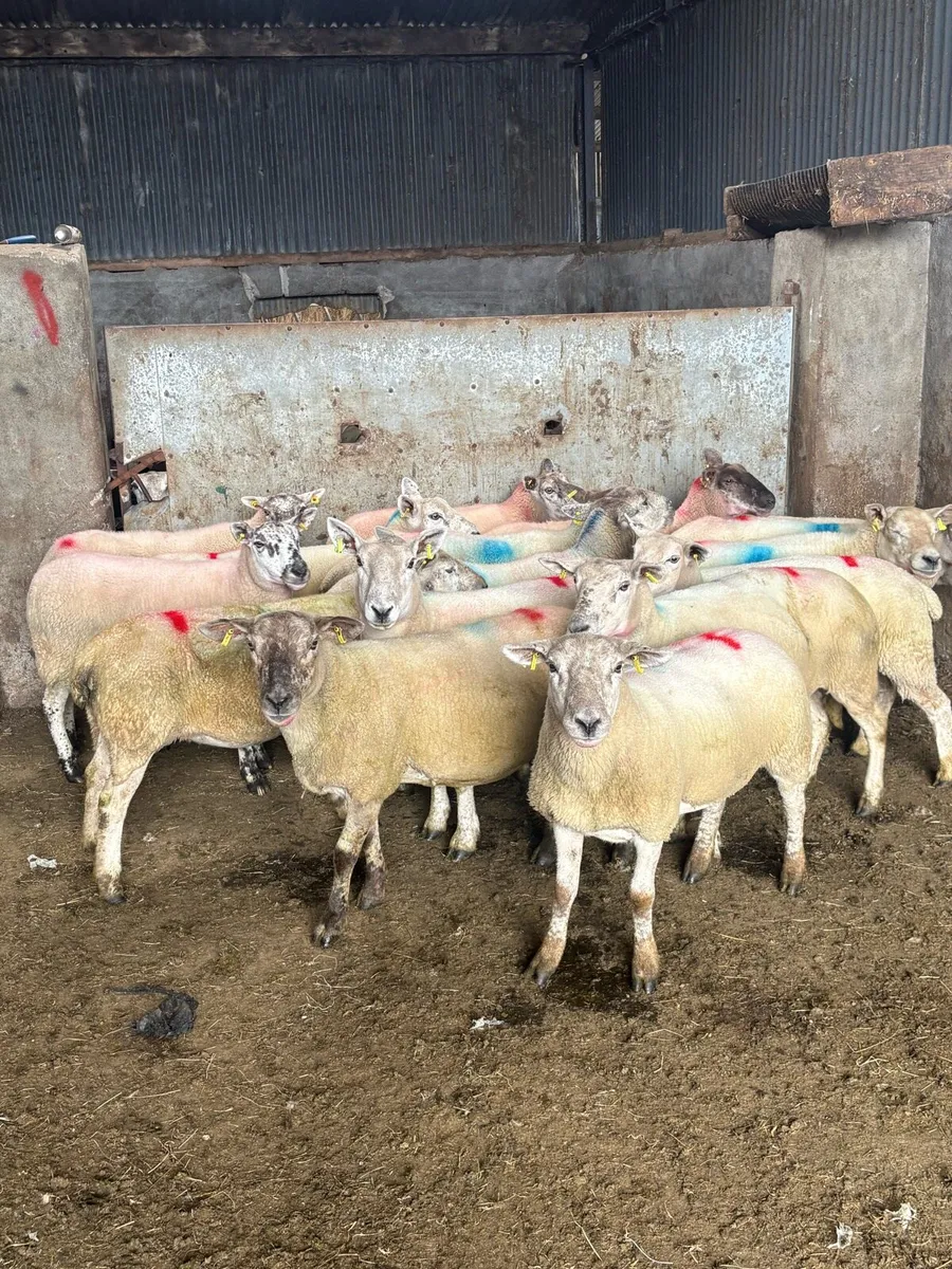 Breeding ewes - Image 1